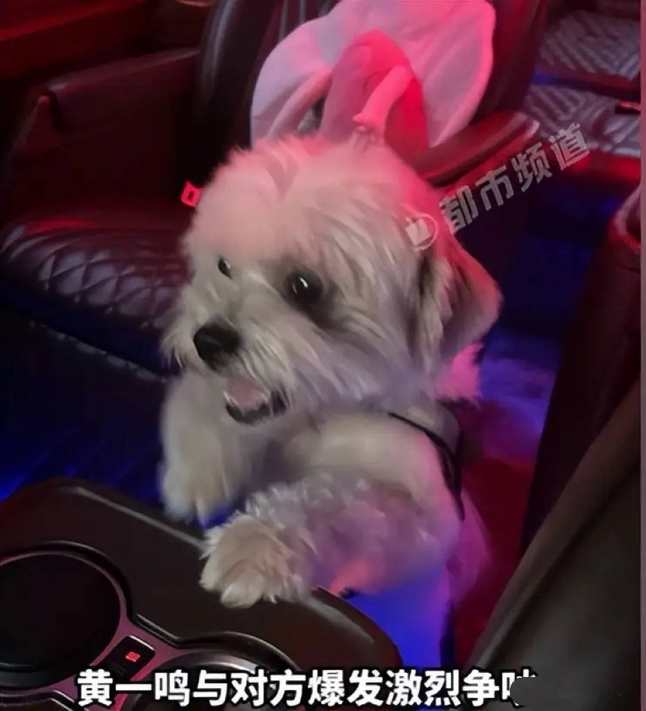 百万网红人设崩塌:前男友曝虐狗真相